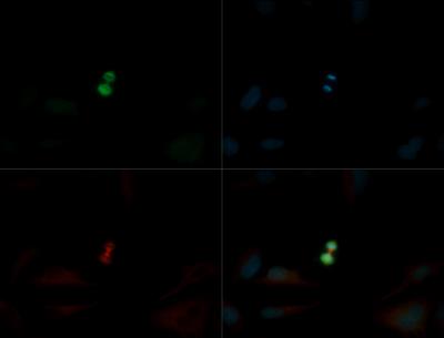 Immunocytochemistry/Immunofluorescence: Survivin [p Ser20] Antibody [NB110-92717] - Survivin [p Ser20] antibody was tested in Hela cells with DyLight 488 (green). Nuclei and alpha-tubulin were counterstained with DAPI (blue) and Dylight 550 (red).